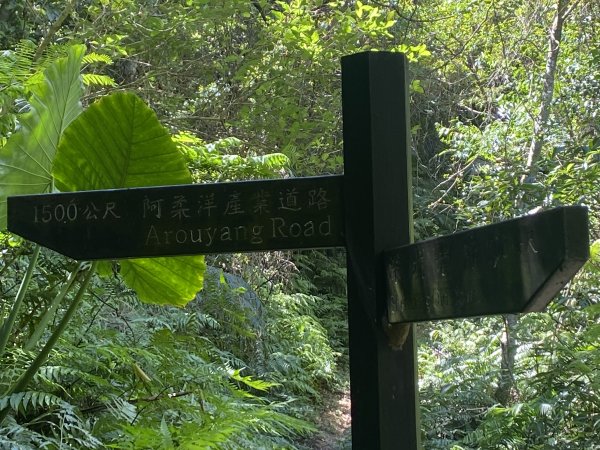 深坑 O 型環走｜大崎嶺步道・林家草厝・茶山古道・炮子崙瀑布（含冷門山徑）2895105