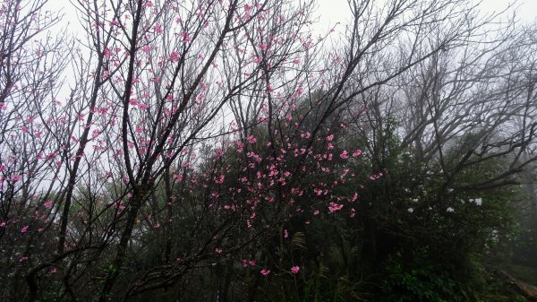 雨中賞櫻、霧裡看花2036569