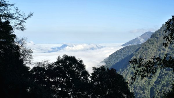 郡大林道19k之郡大神木群二刷～雲海滿出來～2451874