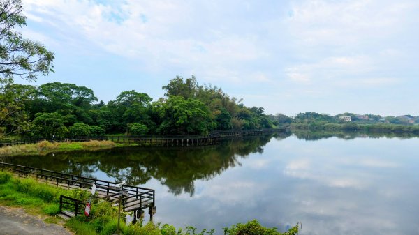 《臨江仙。黃花風鈴木》2735400