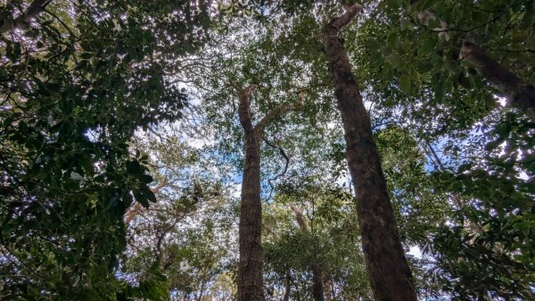 北得拉曼巨木步道2695512