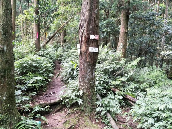 光天高山、向天湖山、三角湖山O型縱走359712