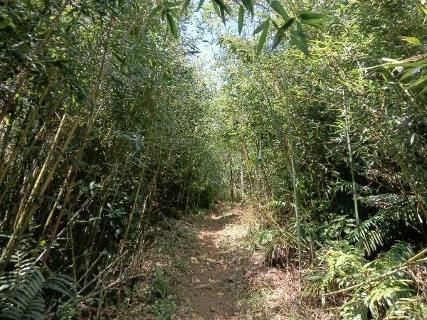 內湖區大丘田保甲路+開眼山+白石湖山+白石湖山東峰+大邱田山+消防山O型2858908