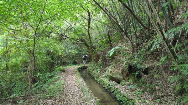 112.04.29走遍陽明山尋寶任務之坪頂古圳步道2137390