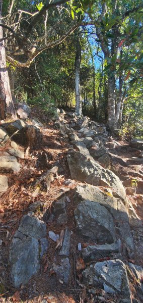 2023-11-05鳶嘴稍來山國家步道2337470