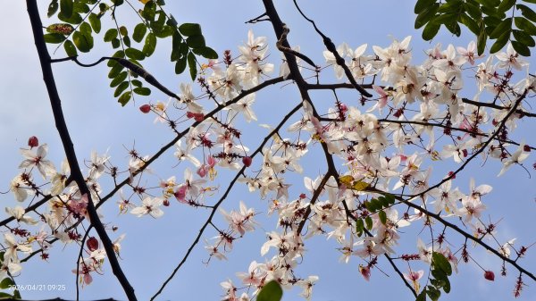 人生首見 #花旗木 #花博公園 首訪 #法雨山普宜苑  #石斛蘭 #守城滿山紅 4/21&233040109
