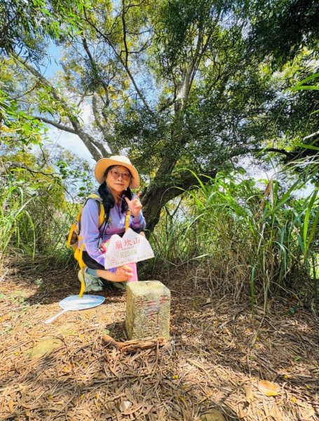追逐139的金黃花海/相思樹 順訪崩坎山 松子嶺 樟普寮山 西施厝坪山和小百岳橫山3046470