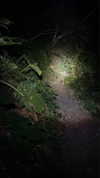 蝶夢八唐搜尋失蹤者 2025.11.252954306