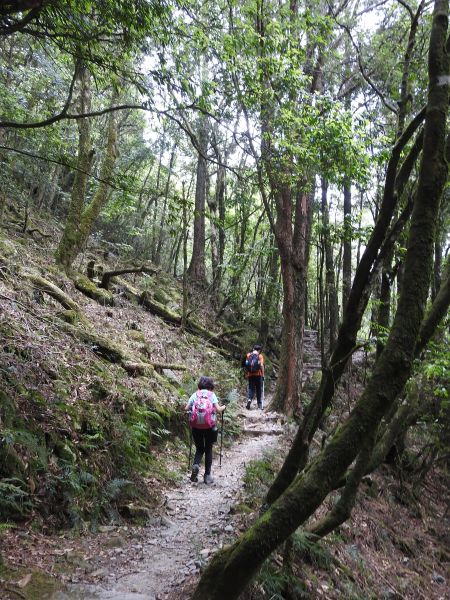 20180520 再訪八仙主峰335577