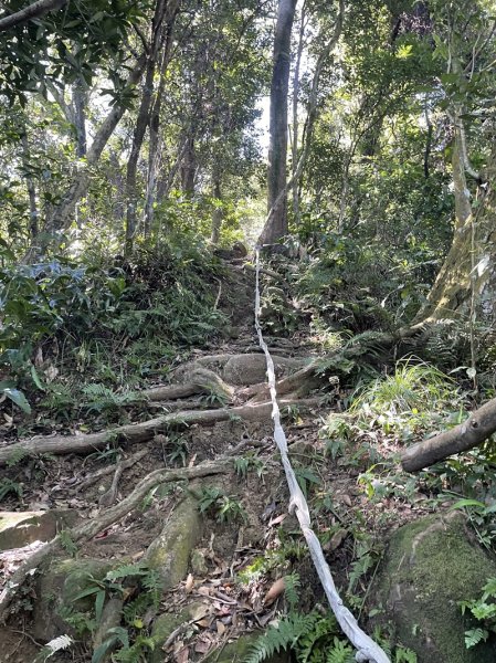【天上山系】望月亭桐花2869363