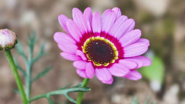 【蛇年走春】高雄桃源 • 世外桃源2700232