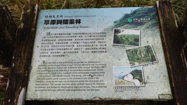 20260125 陽明山前後山健行(無極天元宮~山仔頂步道.向天池.向天山.面天山.二子坪)2998019