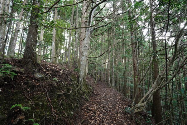 新竹 五峰 油羅山、霞山2798238