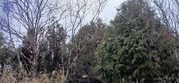 2025 3/1 三星山2723859