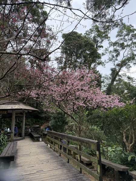 1150206天上山及硬漢嶺2999148