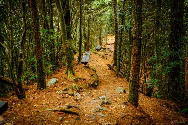 [冬訪大霸聖山岳參行]-大鹿林道東線榆金楓紅與九九山莊精選輯2974692