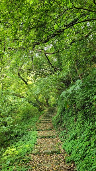 百拉卡公路人車分道菜公坑山賞花趣2120315