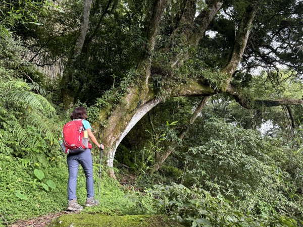 阿里山 奮瑞古道 202506282827179