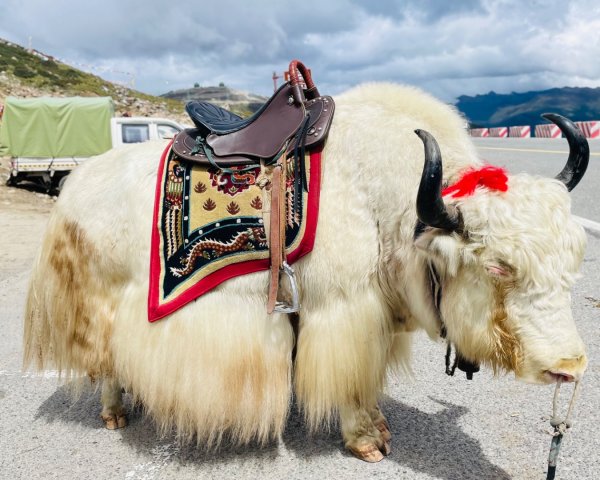 川藏深度之旅33天/A行程2902869
