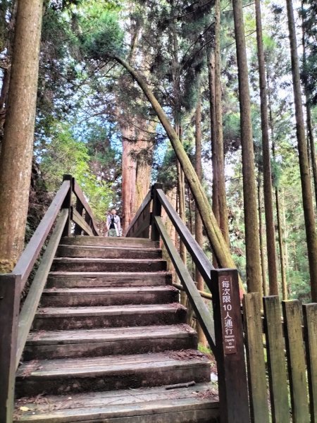 檜山巨木群步道2250307