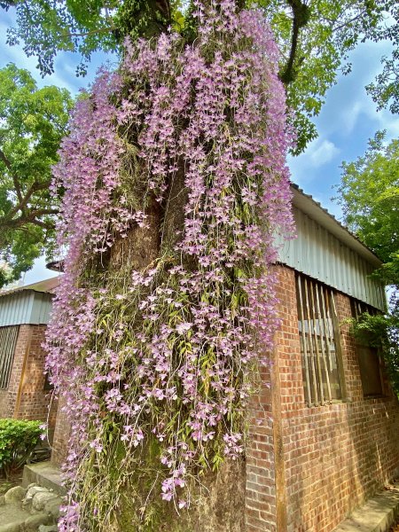 嘉義賞花趣--天宮石斛花瀑、竹崎公園花旗木    2021/4/141349439