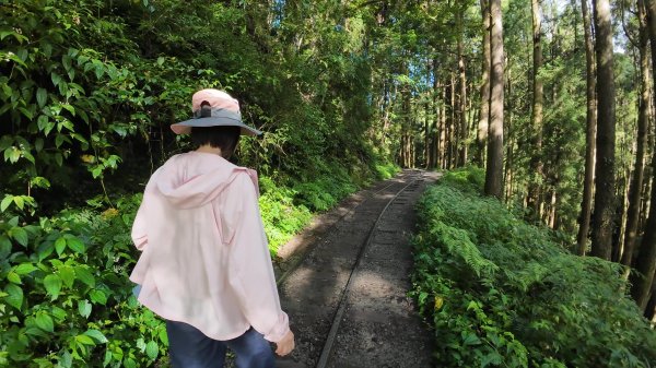 嘉義-特富野古道3120546