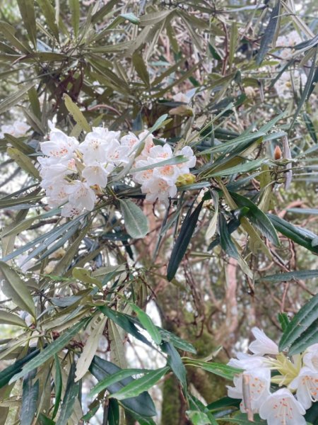 山車廣山.福巴越嶺O-神木群-水晶蘭-根結蘭2756237