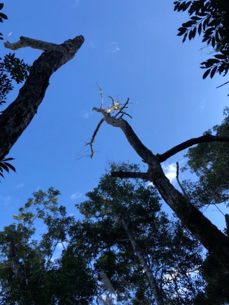 馬那邦山的山嵐楓紅511581