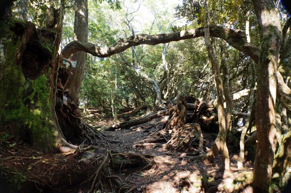 新竹 尖石 東穗山、島田山2939437