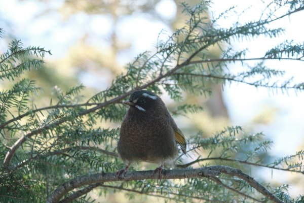 【玉山】主峰北峰二日，臺灣第一高峰雪季最美角度1881204