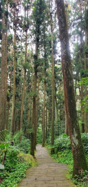 2024-05-19溪頭自然教育園區2508019