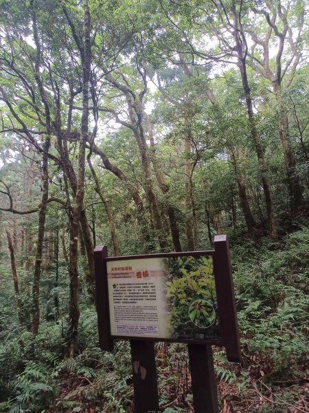 【桃園復興】台灣百大必訪步道。 東眼山森林遊樂區-東眼山自導式步道2835942