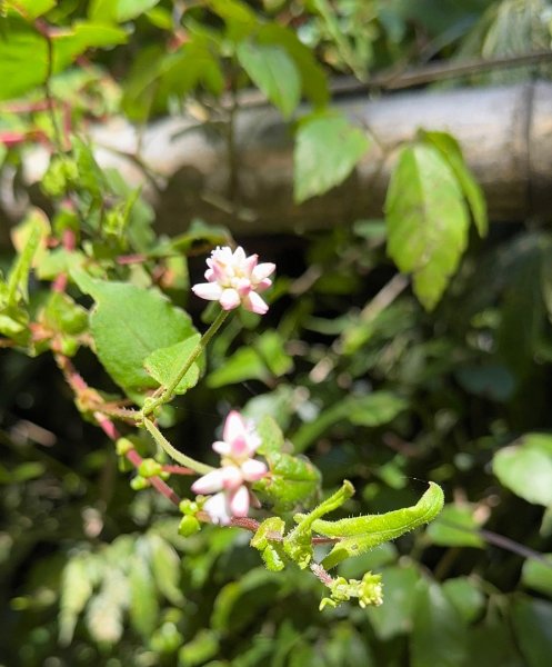 阿里山迷糊步道-福山古道2793377