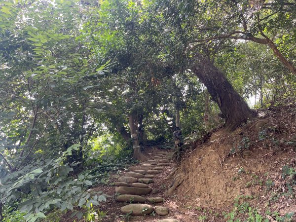 [皮皮獅探險隊-03/10] 2025_0706 犁頭山、文山步道2831464