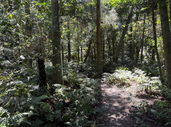 [淡蘭古道] 2026_0315 南路第三段_獵狸尖步道3017268
