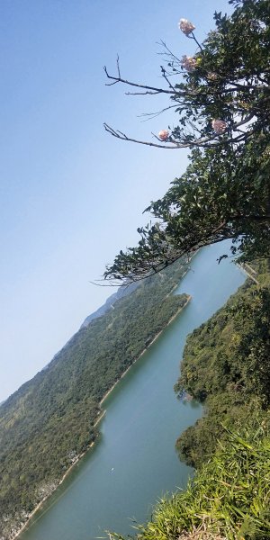 基隆國家新城樂利山，國寶鐘萼木開花惹1281545