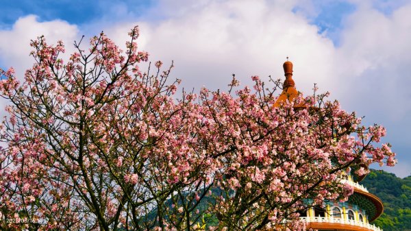 #綠繡眼 訪花 #吉野櫻 #天元宮 #楓樹湖 03162736754