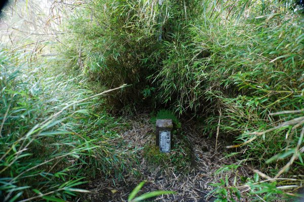 宜蘭 大同 望洋山、翠峰湖步道、山毛櫸步道2880732