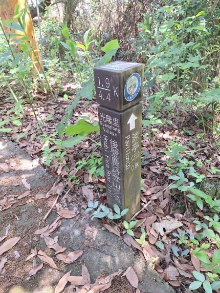 太平車籠山+貓頭鷹步道+番子路山+豬槽山202605023045775