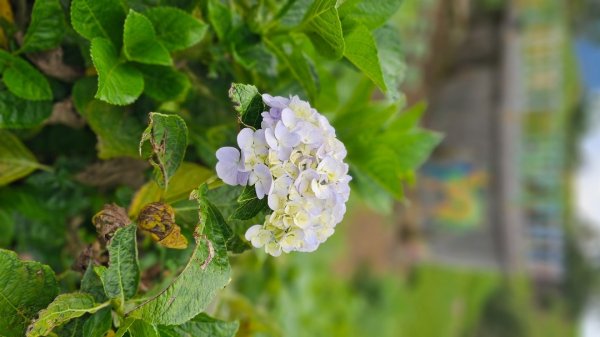 解鎖第50座小百岳#092萬人山。【爬山爬到會上癮，會不會爬到沒朋友🤣🤣】2824634