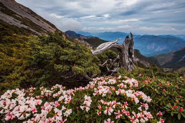 臺灣最高的杜鵑花 -玉山北峰，圓峰杜鵑花況42174