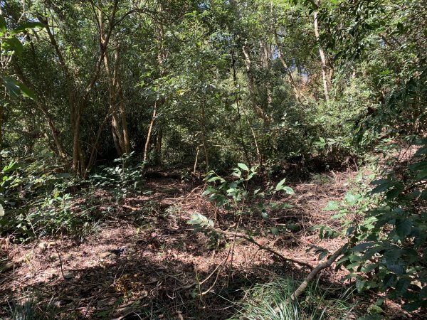 20250228屏東達洼蘭山-下達洼蘭山2732885