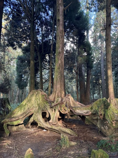 20251225塔山步道(大塔山)2970304