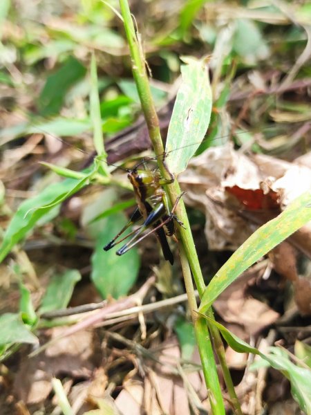 夏日甲蟲祭典（羊稠森林步道，龜山福源山-山佳車站）2826613