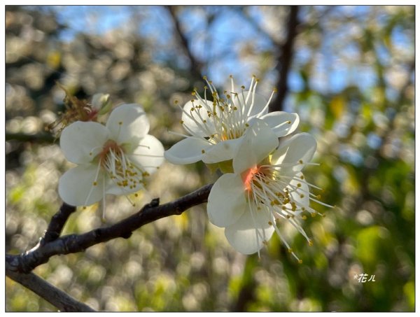 鳳凰谷步道(鹿谷鄉)2690466