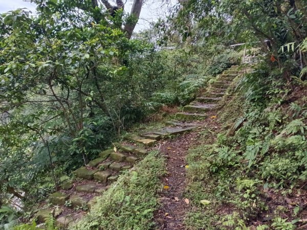 汐止區大尖山櫻花+秀峰瀑布O型3009372