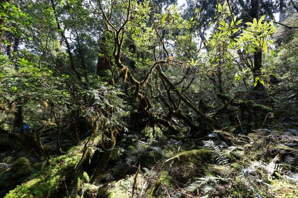 2019遺落的巨人森林聚落--唐穗山700007