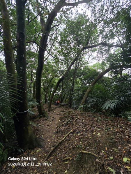 2026-03-21微笑山線：【鳶山山系】鳶山彩壁段3020482