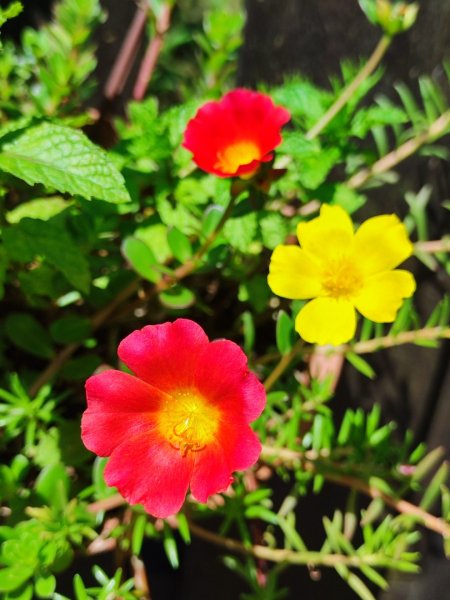 2025台北大縱走二刷2818077