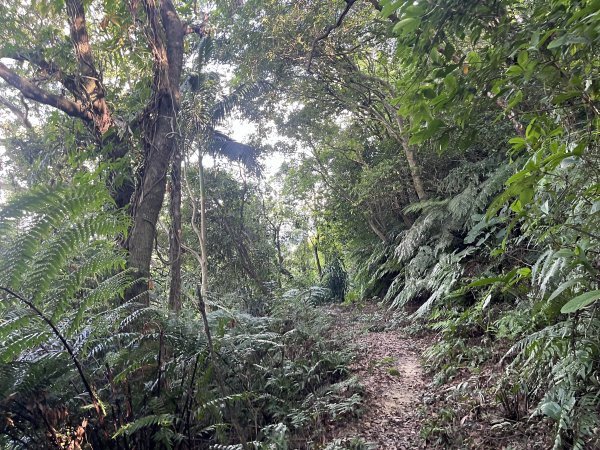 [微笑山線_第五段] 2025_0705 天上山系_五尖山2830318